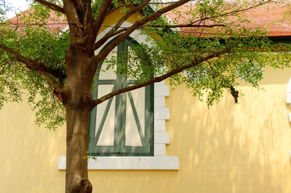 Pale yellow wall with arched window and the branches of tree.