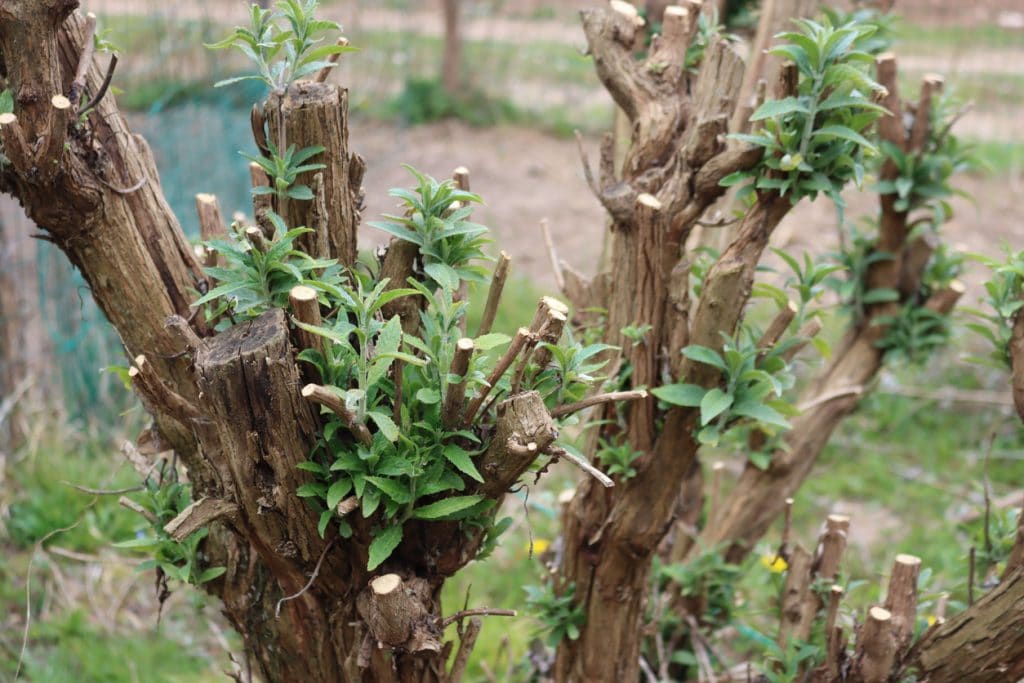 Pruned branches of Buddleja or Butterfly bush with new fresh green leaves on springtime