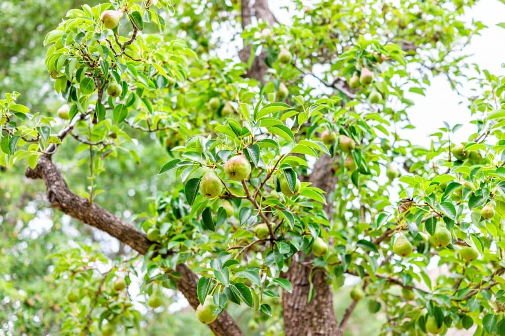 Hanging unripe green pears fruit for picking on tree branch view in orchard in summer