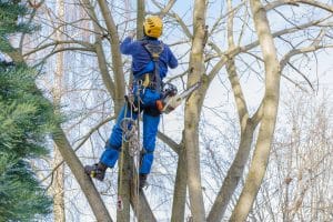 professional hanging and cutting large bare branches of nut tree during an autumn day