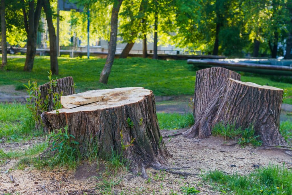A stump from a huge tree in the park, cutting down trees in the summer