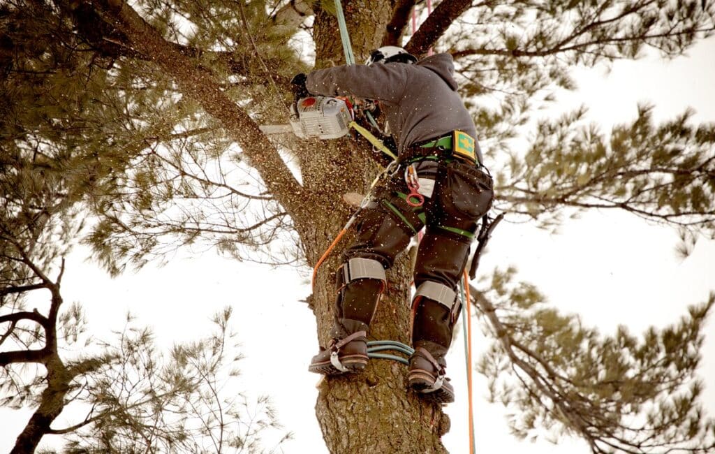 arborist cutting branch with saw