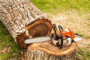 chainsaw on tree