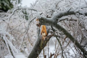 Broken tree trunk and branches